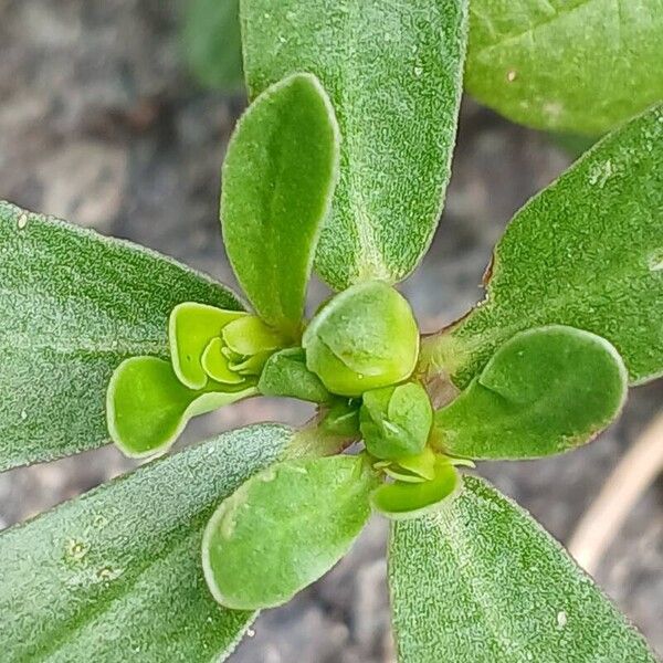 Portulaca oleracea 其他