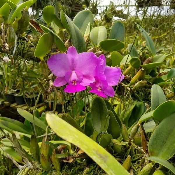 Cattleya walkeriana Flor