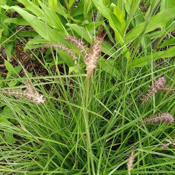 Pennisetum pedicellatum Kwiat