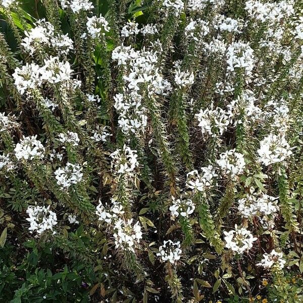 Cleome gynandra Hàbitat