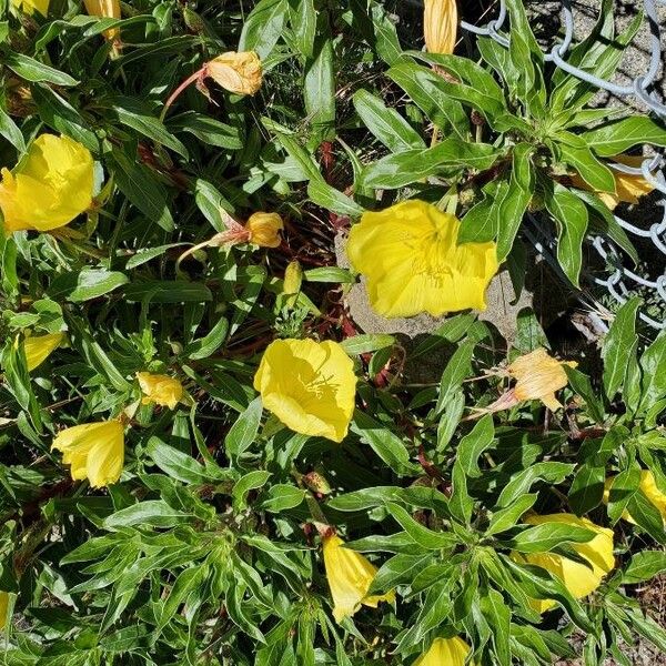 Oenothera macrocarpa 花