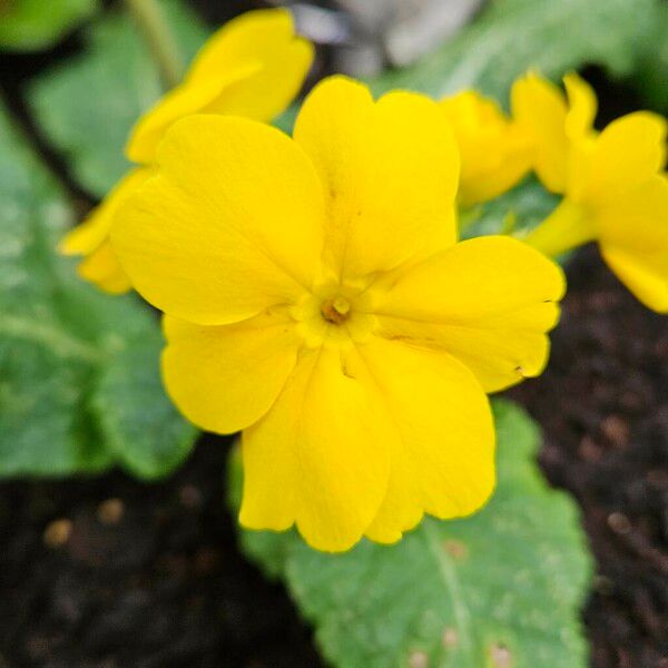 Primula × polyantha Fiore