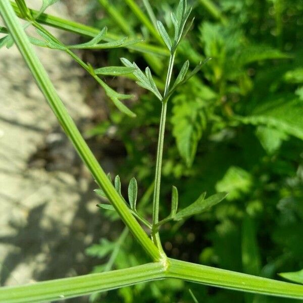 Oenanthe crocata Folla