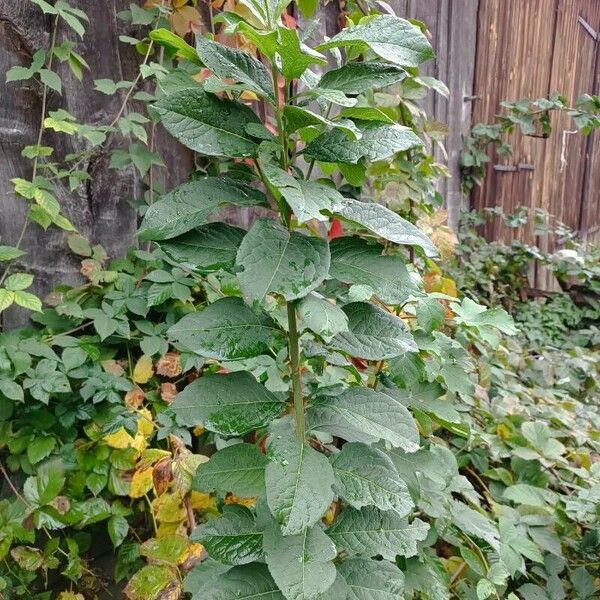 Salix myrsinifolia Leaf