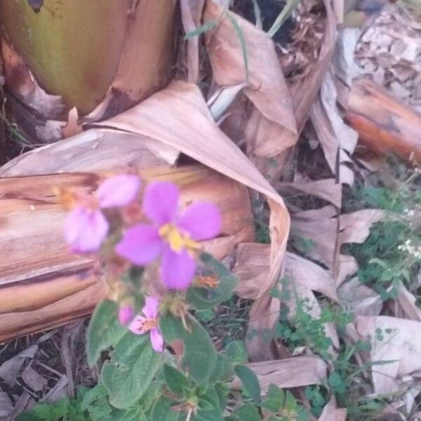 Rhexia virginica Flower