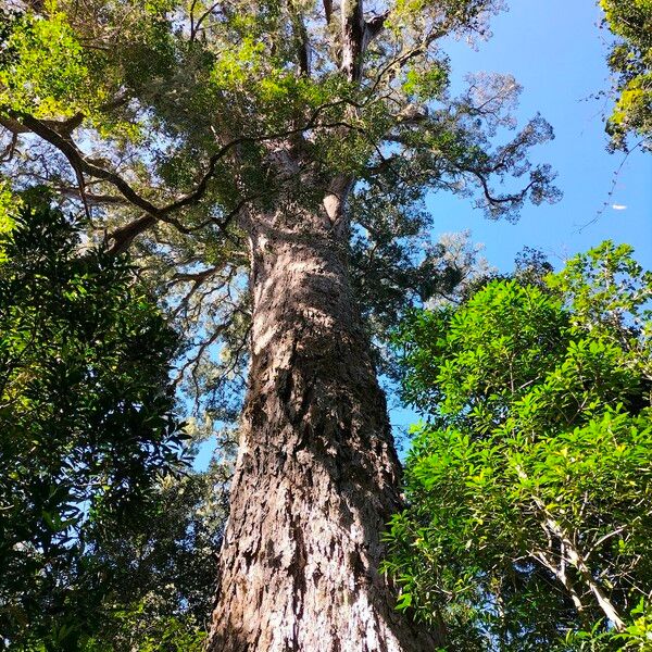 Afrocarpus falcatus ശീലം