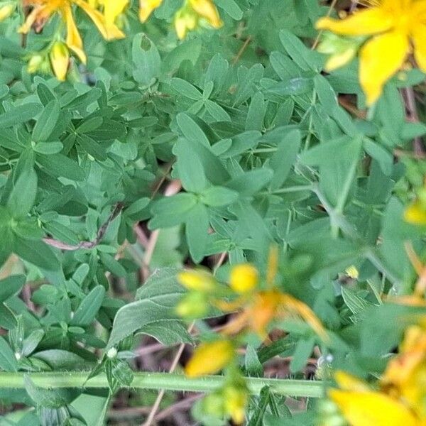 Hypericum perfoliatum Hoja