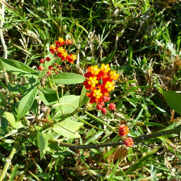 Asclepias curassavica Λουλούδι