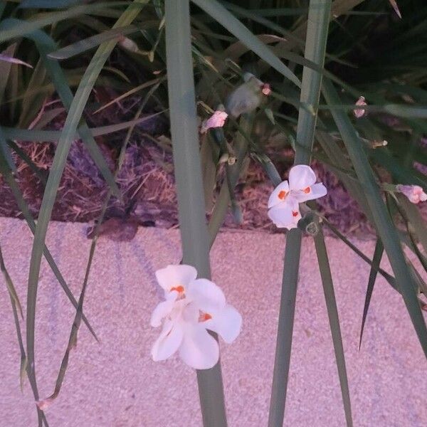 Dietes bicolor Kvet