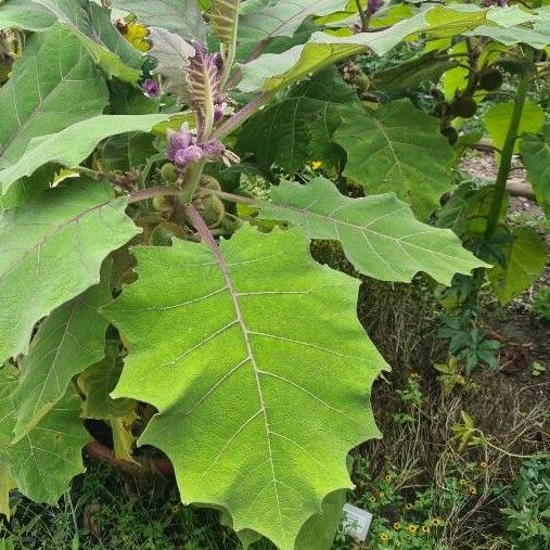 Solanum quitoense Leaf