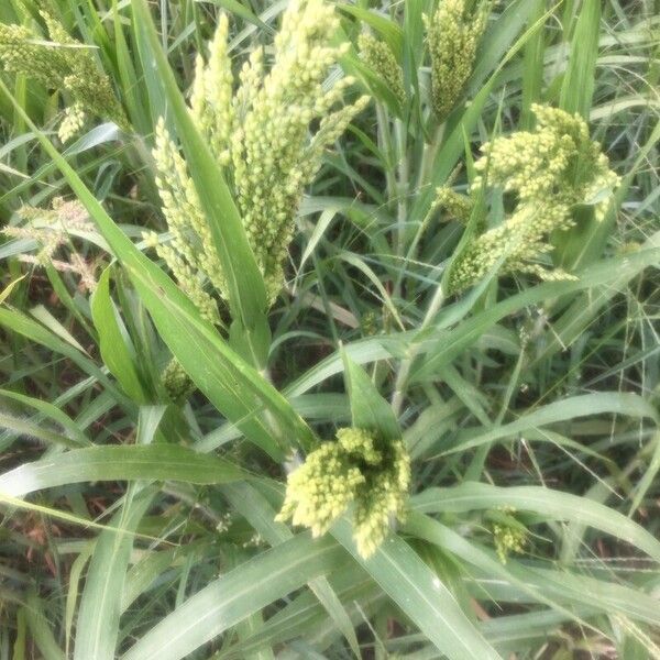 Panicum miliaceum Hedelmä