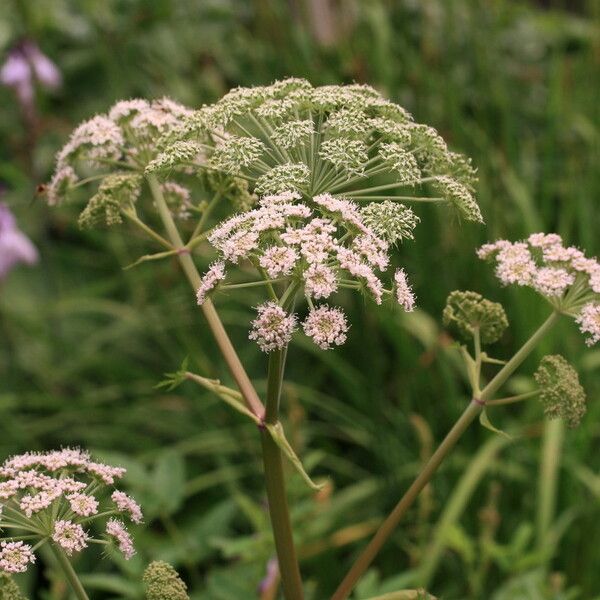 Angelica sylvestris Квітка