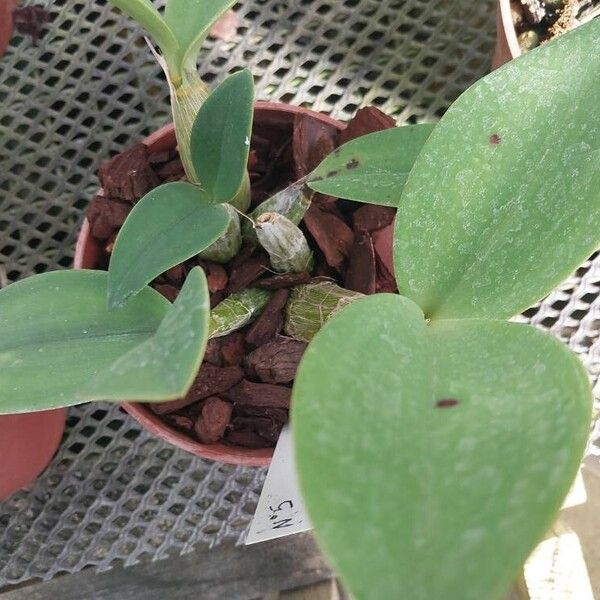 Dendrobium speciosum برگ