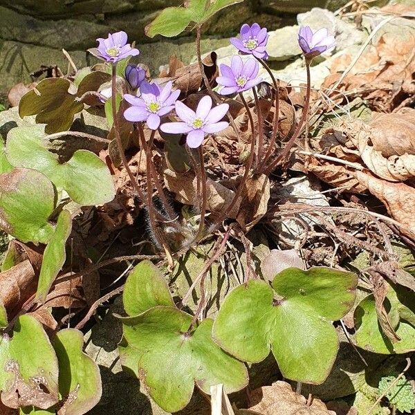 Hepatica nobilis Цвят