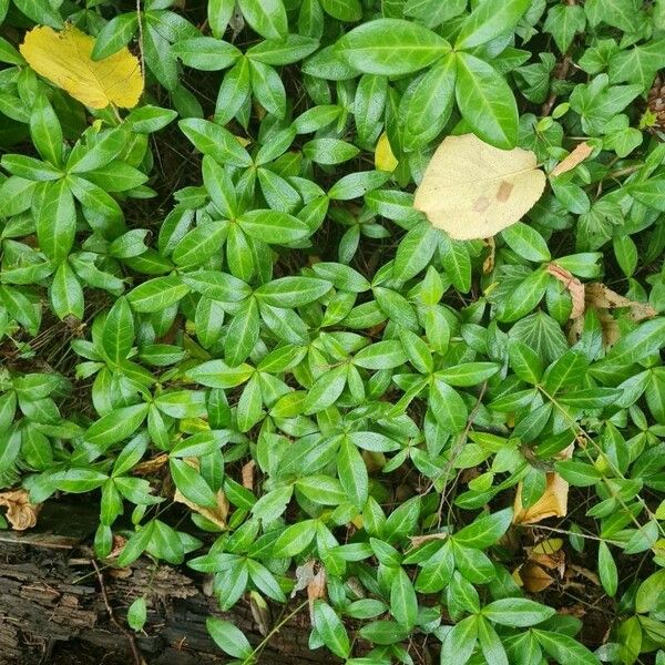 Vinca minor पत्ता