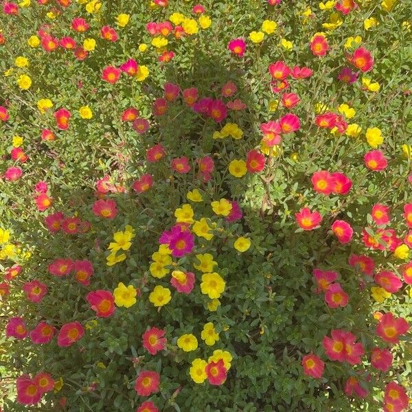 Portulaca umbraticola Blomma