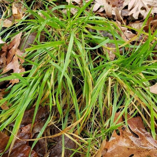 Carex pendula Habit