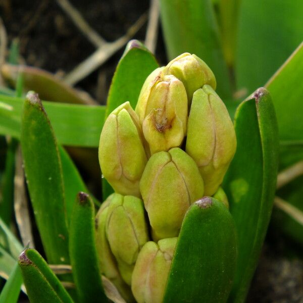 Hyacinthus orientalis 花