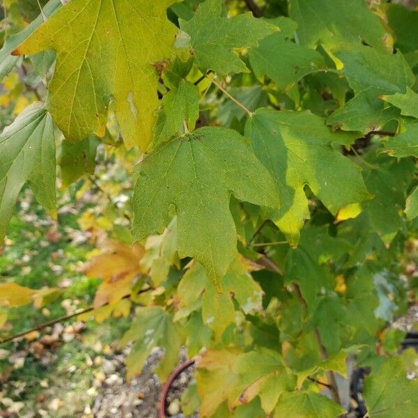 Acer saccharum Fulla