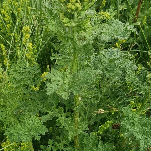 Senecio sylvaticus Blad