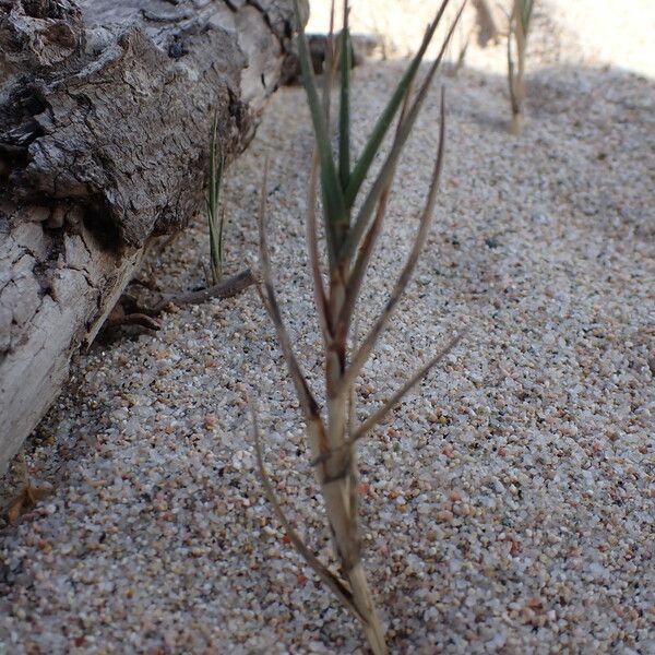 Sporobolus pungens Leaf