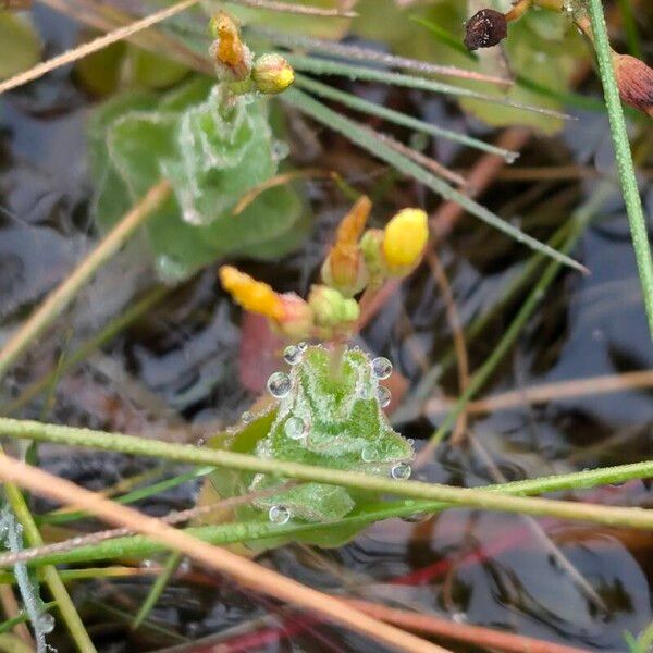 Hypericum elodes Flor