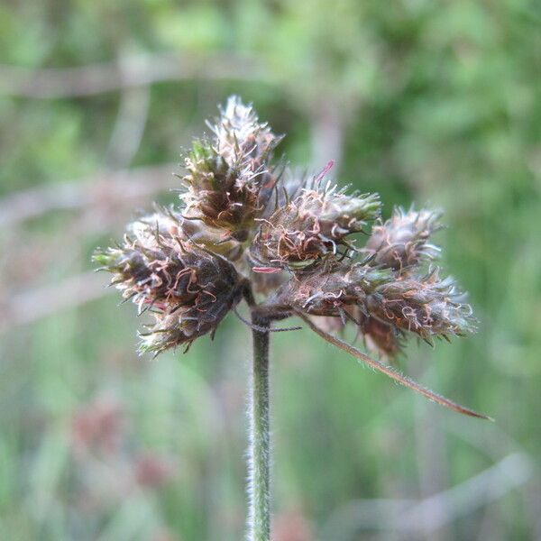 Fuirena pubescens Цветок