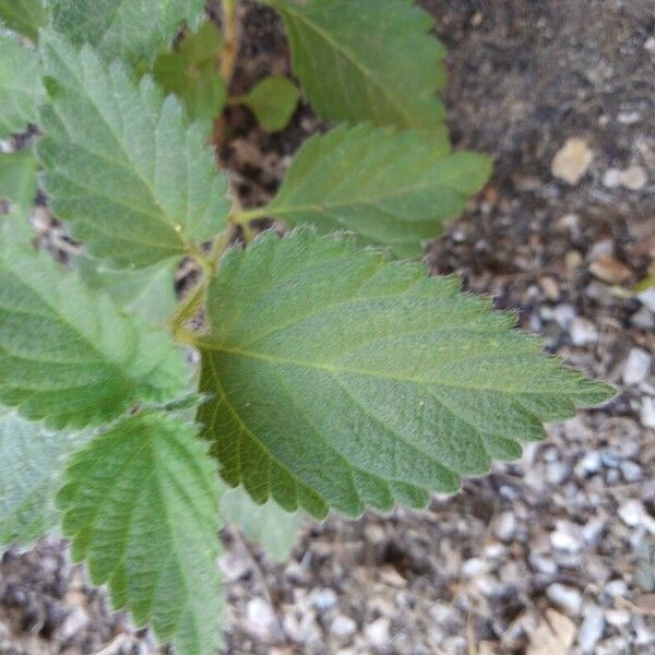 Lantana camara Folio