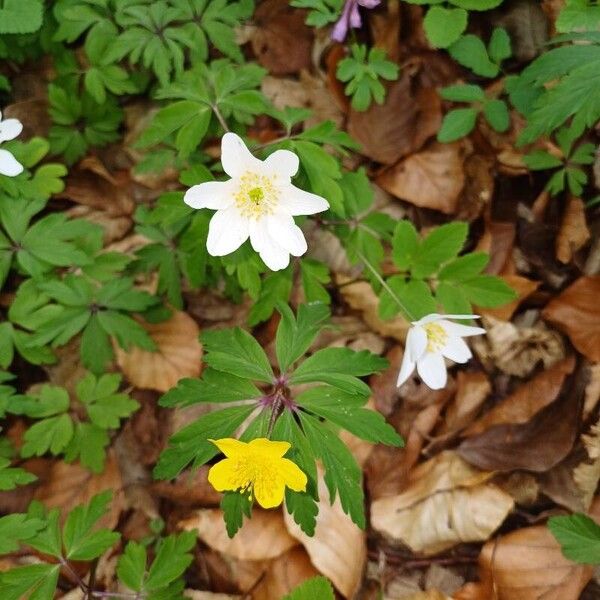 Anemonoides nemorosa Кветка