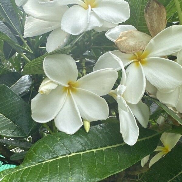 Plumeria obtusa പുഷ്പം