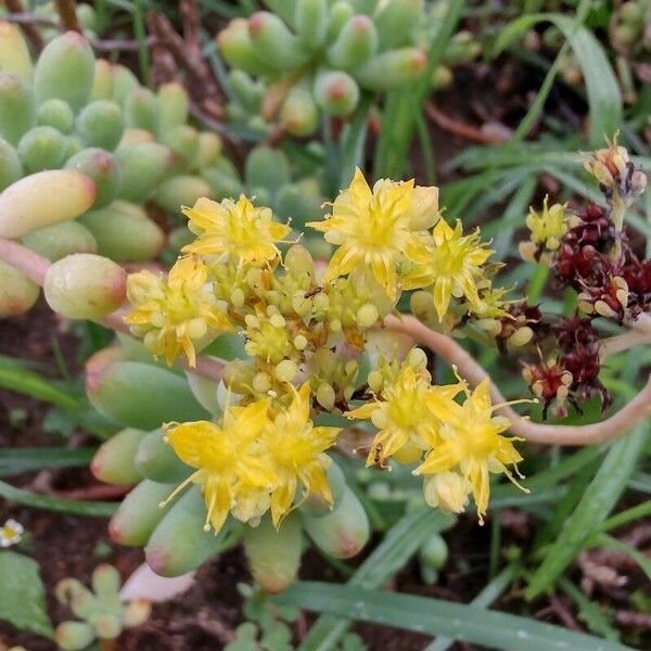 Sedum pachyphyllum Fleur