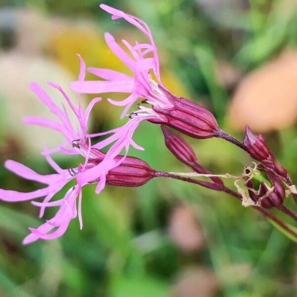 Lychnis flos-cuculi Blomma