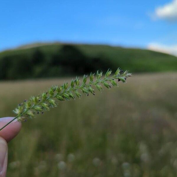 Cynosurus cristatus Blomst