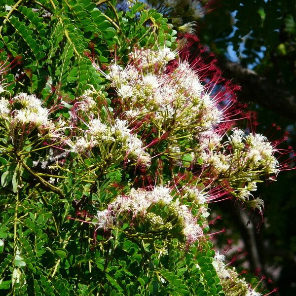 Samanea saman Floare