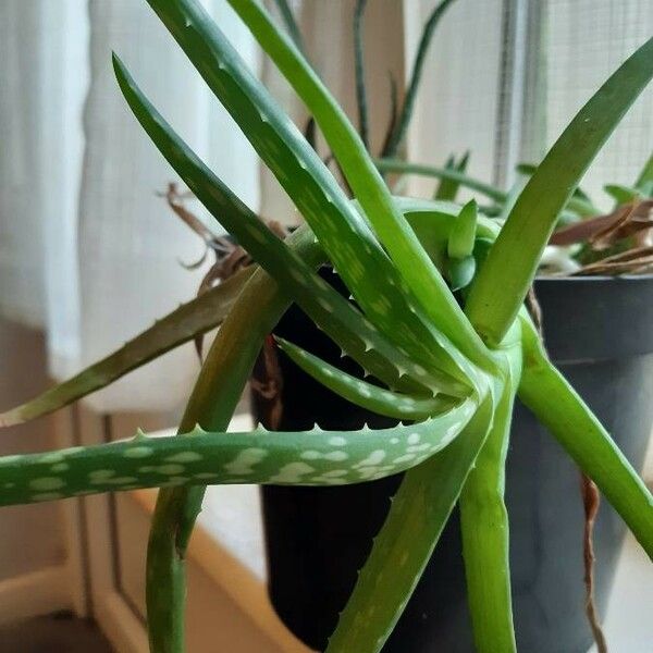 Aloe vera Blatt