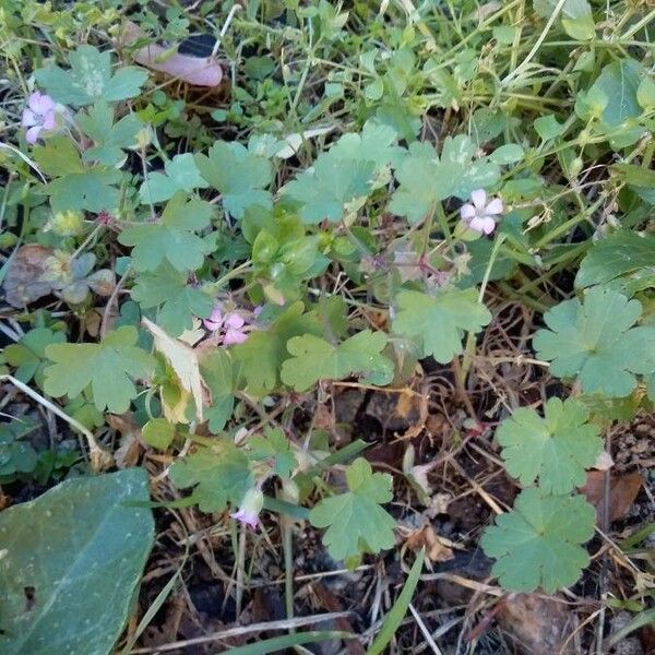 Geranium rotundifolium অভ্যাস