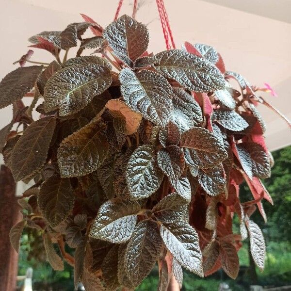 Episcia cupreata 叶