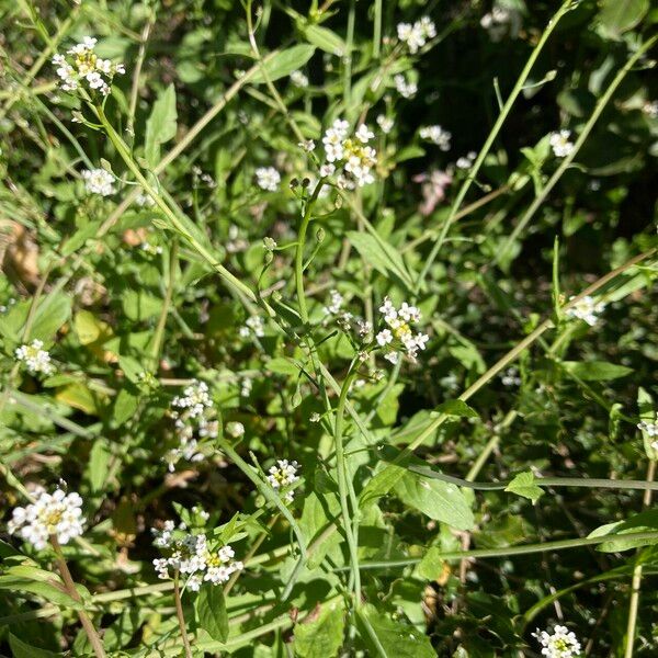 Calepina irregularis Habit