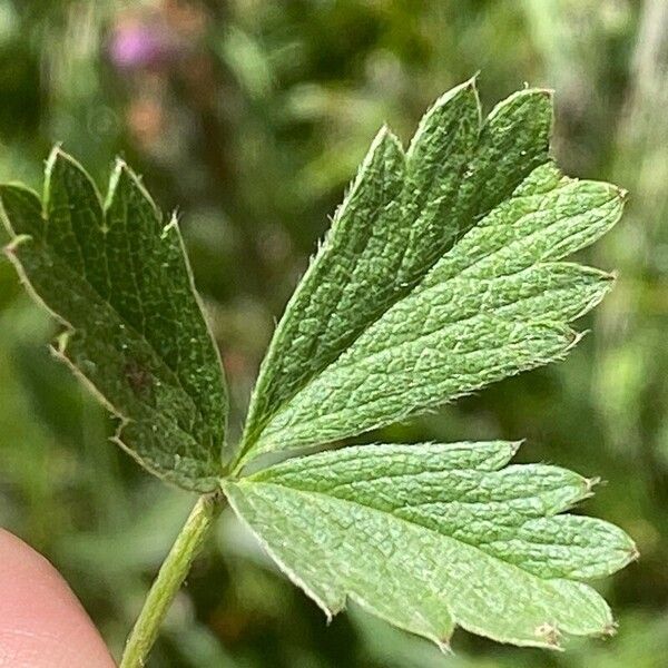 Potentilla grandiflora ഇല