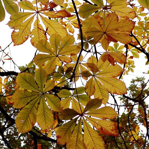 Aesculus turbinata Φύλλο