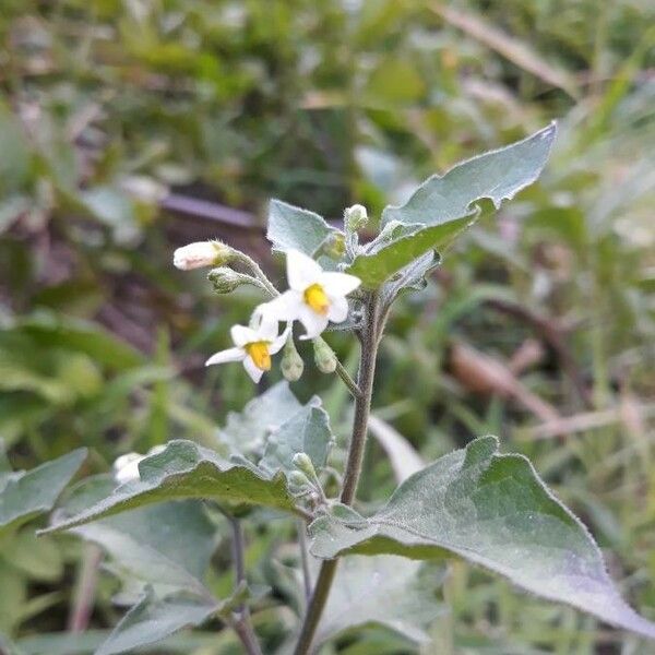 Solanum nigrum 花