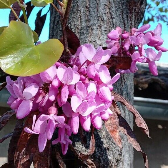 Cercis siliquastrum Blomst