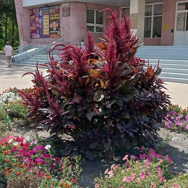 Amaranthus cruentus عادت داشتن