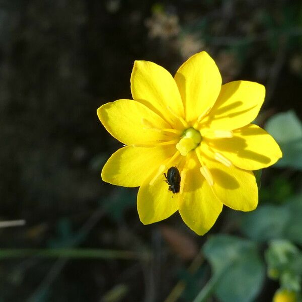 Blackstonia perfoliata 花