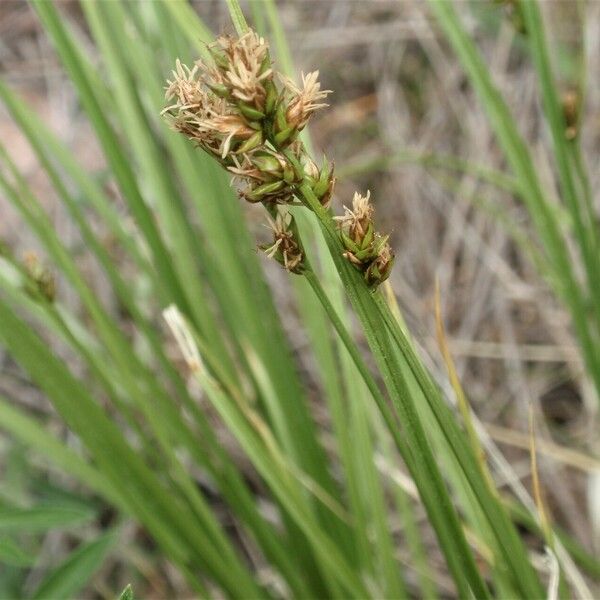 Carex diandra Kvet