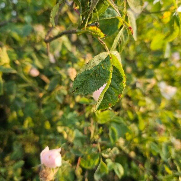 Rosa canina Blad