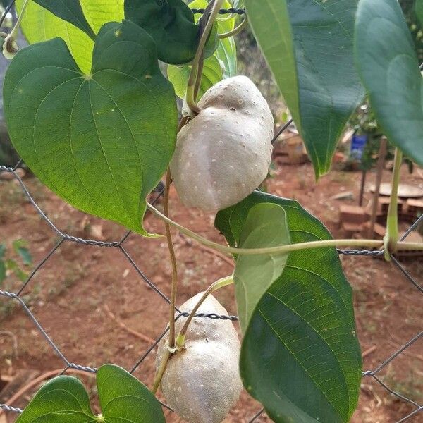 Dioscorea bulbifera Прочее