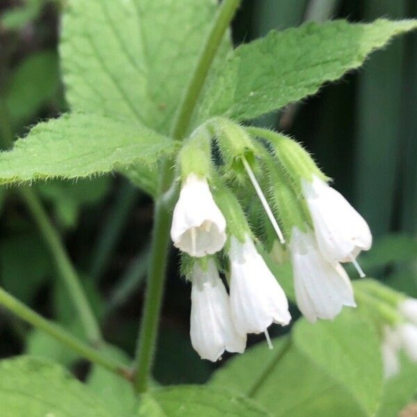 Symphytum orientale Flors