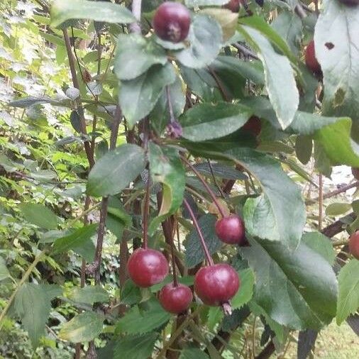 Malus hupehensis Fruchs