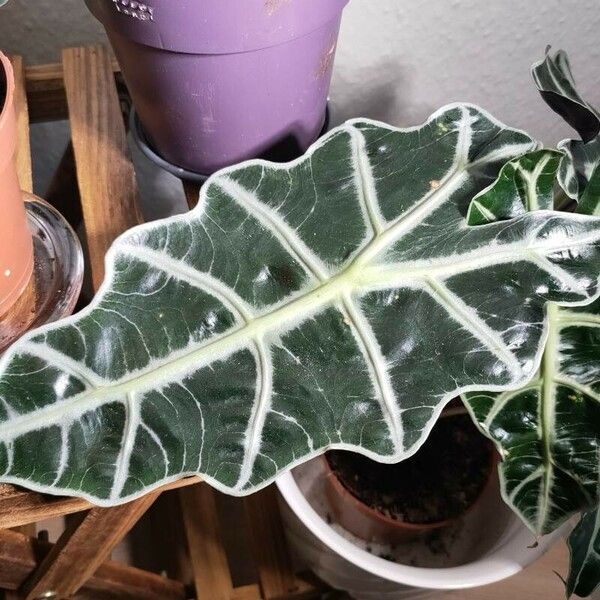 Alocasia sanderiana Blad